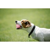 Honden & Katten Speelballen Set (2 stuks) - 25% Korting