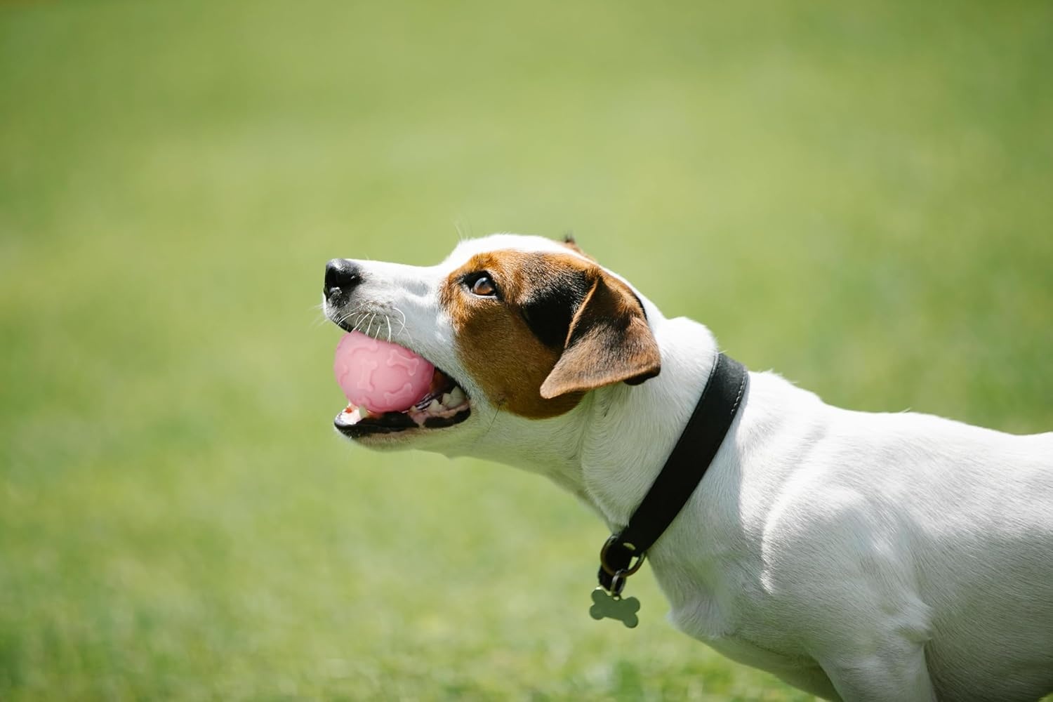 Set van 2 Robuuste Honden- & Kattenballen (60mm) - 25% Korting