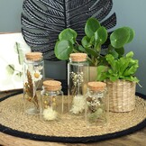Droogbloemen in Glas (4 Stuks) - Natuurlijke Decoratie met 59% Korting