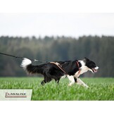 Honden tuigje X-back Zwart Neon Oranje - Ideaal voor hondensporten!