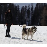 Honden X-Back Trektuig Zwart - Ideaal voor Canicross & Wintersport met 57% Korting