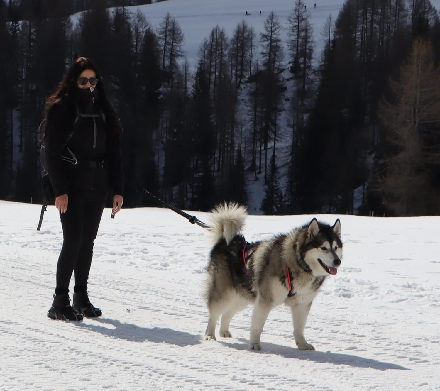 Honden X-Back Trektuig Zwart - Ideaal voor Canicross & Wintersport met 57% Korting
