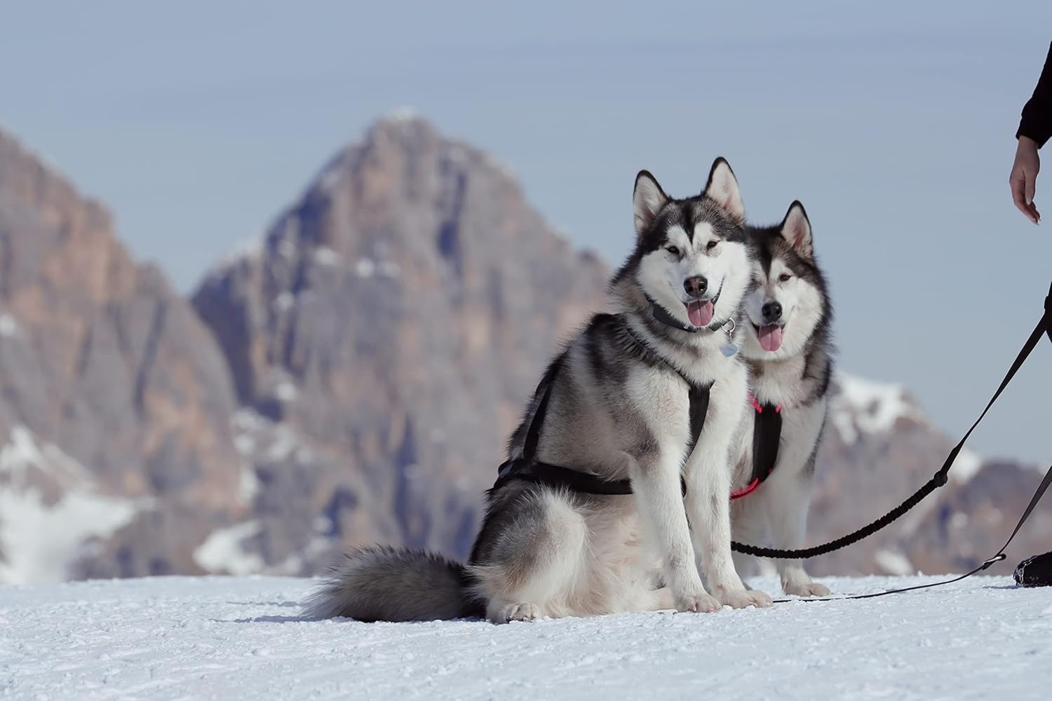 Honden X-Back Trektuig Zwart - Ideaal voor Canicross & Wintersport met 57% Korting