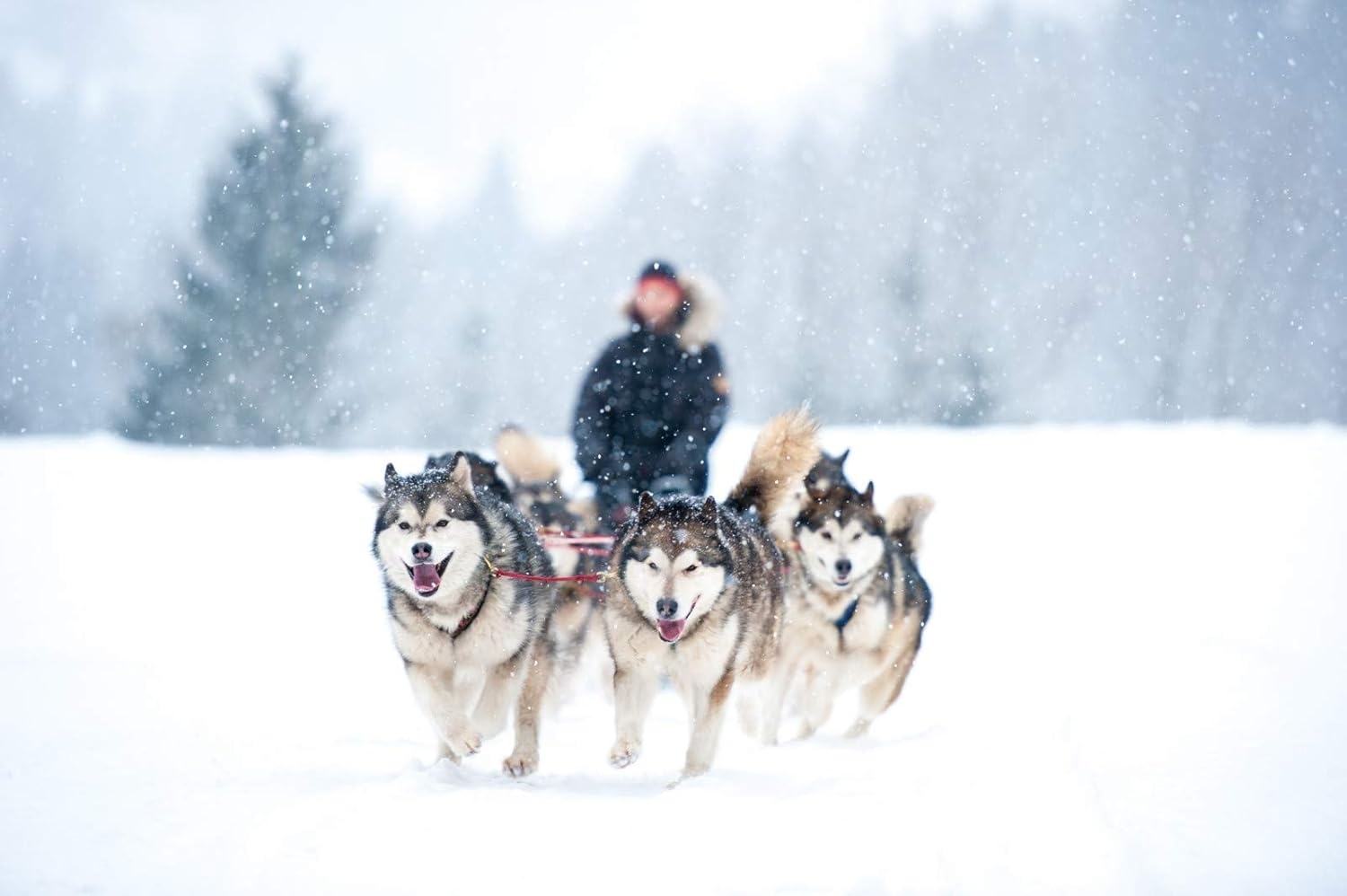 Honden X-Back Trektuig Zwart - Ideaal voor Canicross & Wintersport met 57% Korting