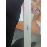 VidaXL Bedframe Grenenhout Wit 200x200 cm - Nu met 66% Korting!