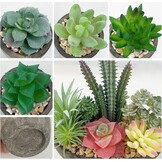 Set van 5 kunstplanten, vetplanten, realistische imitatieplanten, potten voor thuis, kantoor, bureau, decoratie
