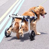 VEVOR Hondenrolstoel met 2 wielen voor achterpoten, huisdierrolstoel lichtgewicht en verstelbaar assisterend bij genezing, hondenwagen/rolstoel voor gewond, gehandicapten, verlamming, zwak huisdier