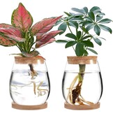 2 x plantenvermeerderingsterrarium, glasplanten-kweekstation, plantenstekken, houder, desktopplant, glazen vaas, pot, bloemenvaas, glas voor het kweken van hydrocultuurplanten (C)