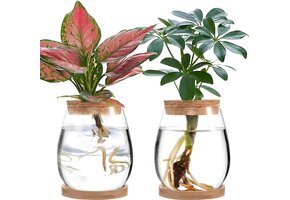 Glazen Plantenvermeerderingsterrarium | 2 Stuks | Type C | 57% Korting