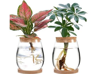 2 x plantenvermeerderingsterrarium, glasplanten-kweekstation, plantenstekken, houder, desktopplant, glazen vaas, pot, bloemenvaas, glas voor het kweken van hydrocultuurplanten (C)