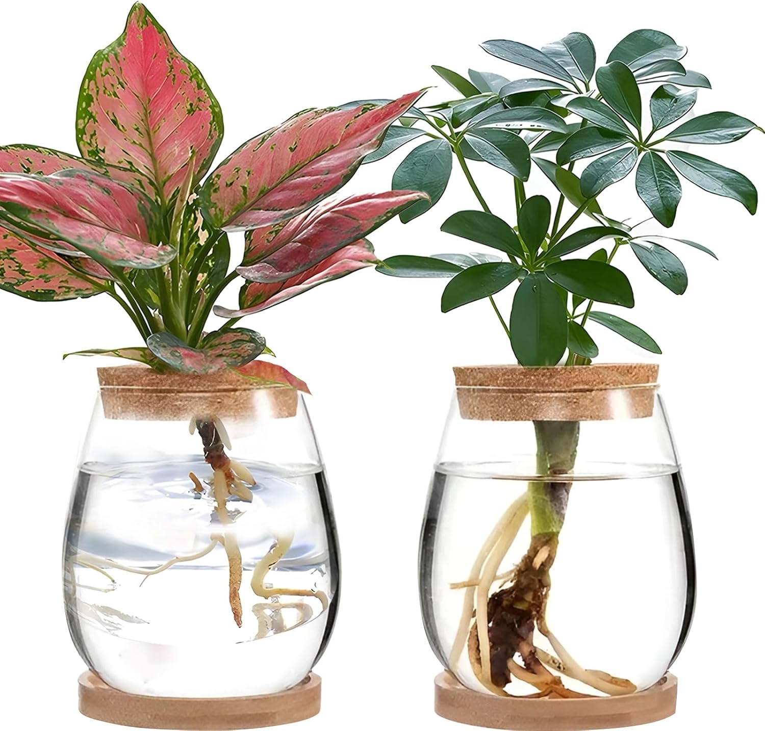 2 x plantenvermeerderingsterrarium, glasplanten-kweekstation, plantenstekken, houder, desktopplant, glazen vaas, pot, bloemenvaas, glas voor het kweken van hydrocultuurplanten (C)