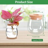 2 x plantenvermeerderingsterrarium, glasplanten-kweekstation, plantenstekken, houder, desktopplant, glazen vaas, pot, bloemenvaas, glas voor het kweken van hydrocultuurplanten (C)