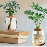 2 x plantenvermeerderingsterrarium, glasplanten-kweekstation, plantenstekken, houder, desktopplant, glazen vaas, pot, bloemenvaas, glas voor het kweken van hydrocultuurplanten (C)