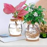 2 x plantenvermeerderingsterrarium, glasplanten-kweekstation, plantenstekken, houder, desktopplant, glazen vaas, pot, bloemenvaas, glas voor het kweken van hydrocultuurplanten (C)
