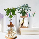 2 x plantenvermeerderingsterrarium, glasplanten-kweekstation, plantenstekken, houder, desktopplant, glazen vaas, pot, bloemenvaas, glas voor het kweken van hydrocultuurplanten (C)