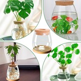 2 x plantenvermeerderingsterrarium, glasplanten-kweekstation, plantenstekken, houder, desktopplant, glazen vaas, pot, bloemenvaas, glas voor het kweken van hydrocultuurplanten (C)