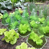 20x Herbruikbare Plantenafdekking Transparant | Zon, Vorst, Ongediertebescherming | 22 x 19,5 cm