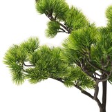 Kunstdennen bonsai 60 cm groen - 33% korting