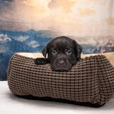 Zacht Hondenbed voor Middelgrote Honden & Katten - Wasbaar - 76x61x23cm
