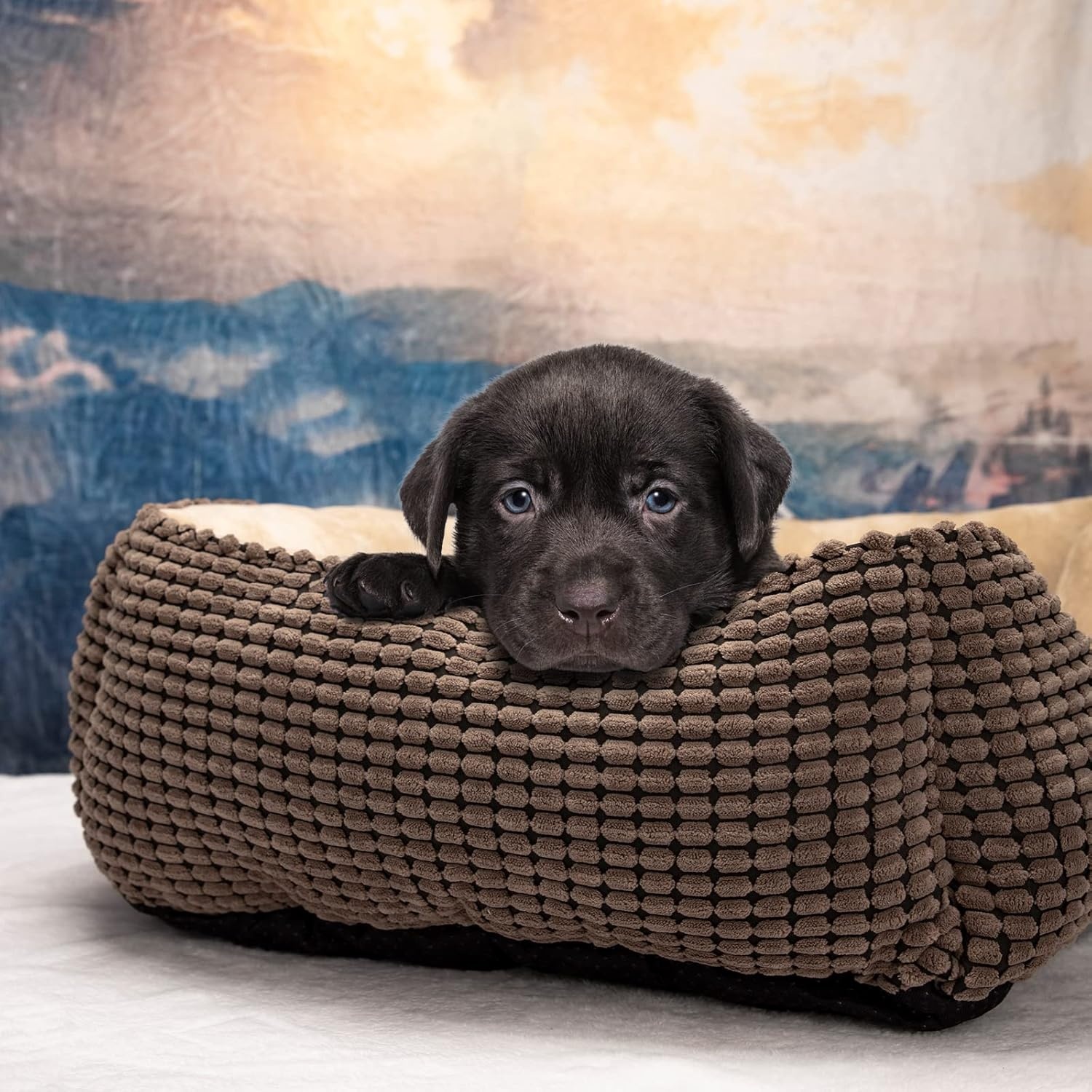 Zacht Hondenbed voor Middelgrote Honden & Katten - Wasbaar - 76x61x23cm