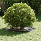 vidaXL Platte Boomringen 5 pcs Antraciet Ø30 / 60 cm Staal