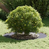vidaXL Platte Boomringen 5 pcs Antraciet Ø50 / 80 cm Staal