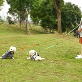 dubbele riem voor honden, intrekbaar dubbele hondenriem voor 2 honden, uittrekbaar tot 3 m, 22,7 kg, 15 stuks hondenafvalzakken