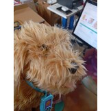 Interactieve Labradoodle Puppy 35 cm: 10 Stemcommando's, 150+ Reacties, Halsbandcommunicatie