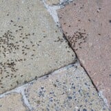 HG Mierenspray - Langdurige Bescherming Tegen Insecten - 400 ml (26% Korting!)