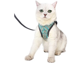 Lichtgewicht Kattenharnas met Lijn (27% Korting)