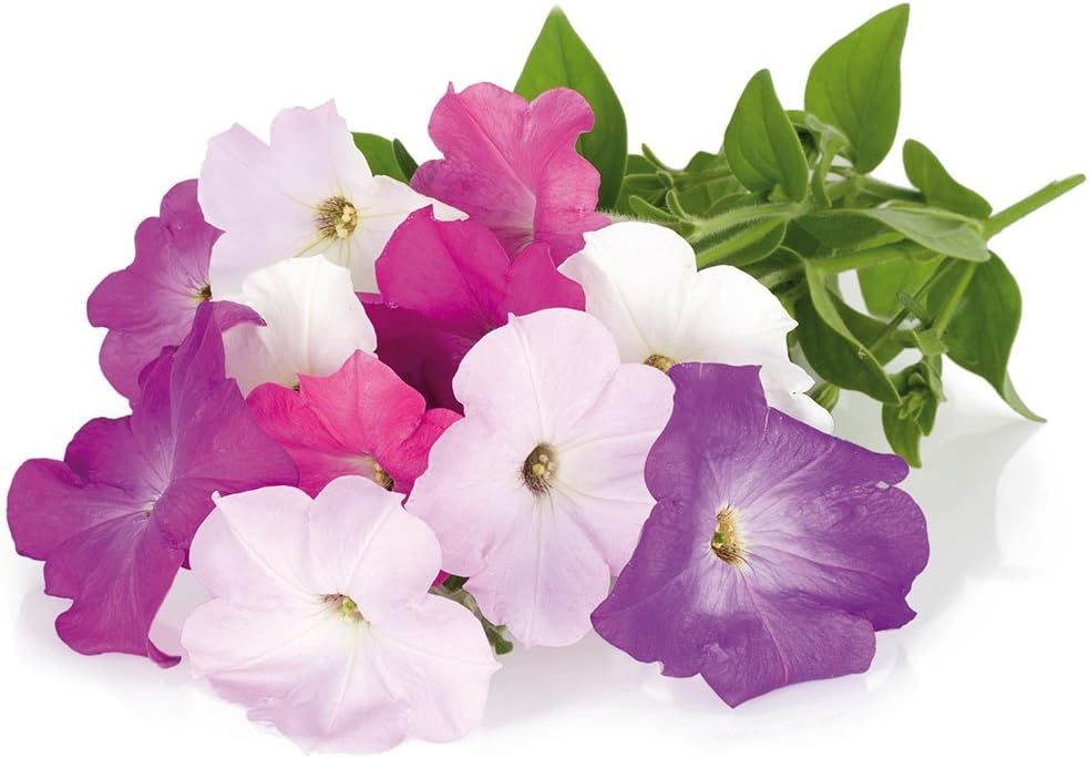 Petunia Kweekcapsules voor Smart Garden (3 stuks) - 72% Korting