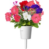 Petunia Kweekcapsules voor Smart Garden (3 stuks) - 72% Korting