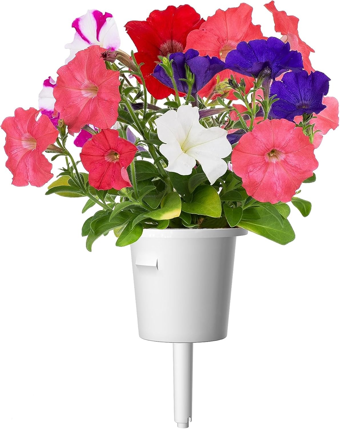 Petunia Kweekcapsules voor Smart Garden (3 stuks) - 72% Korting