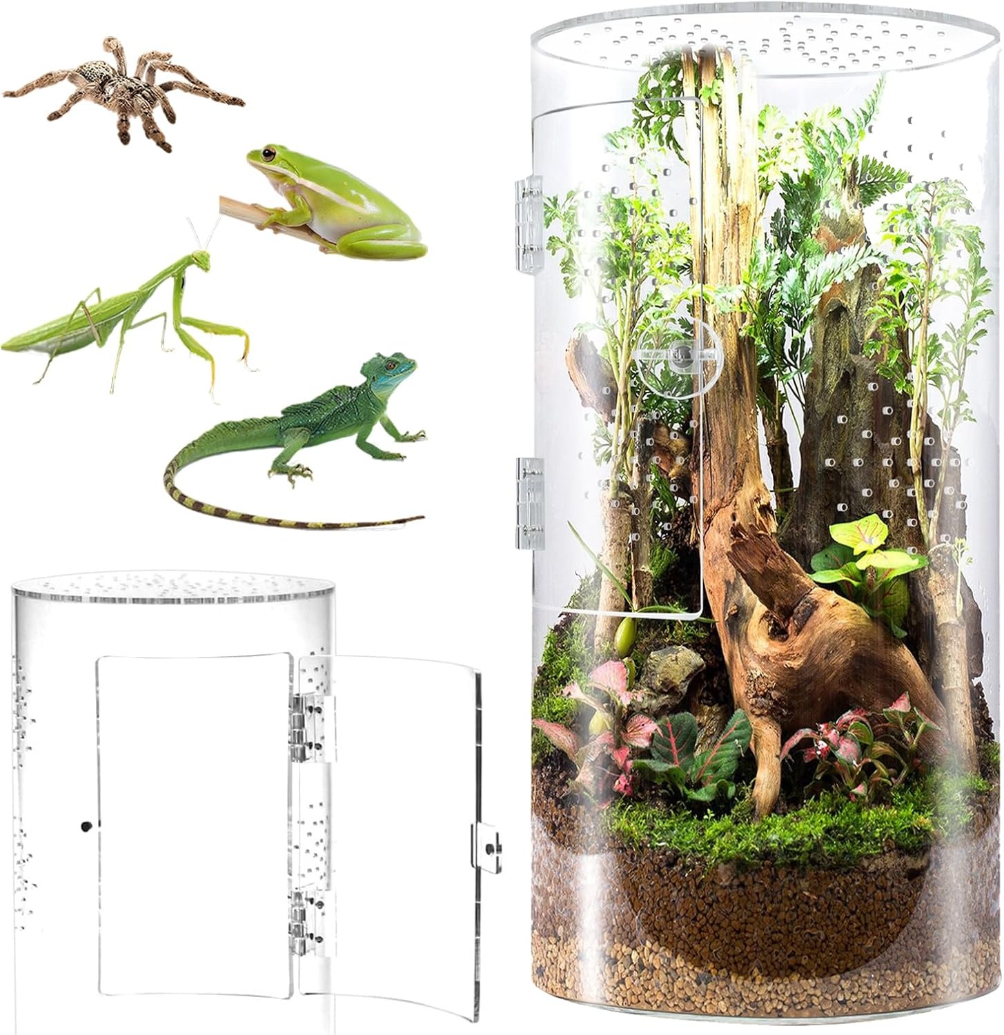Cilindrisch Acryl Terrarium Springspinnen | 52% Korting