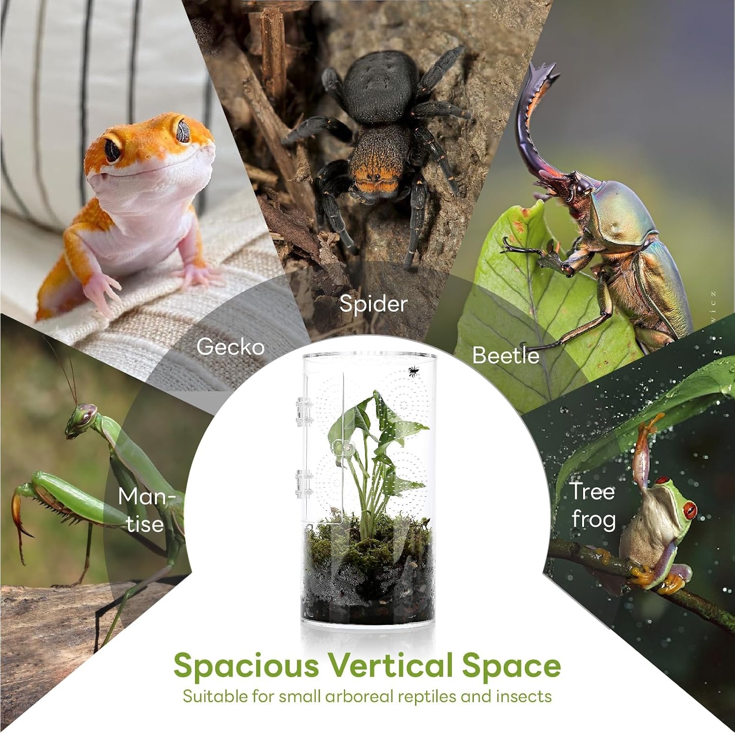 Cilindrisch Acryl Terrarium Springspinnen | 52% Korting