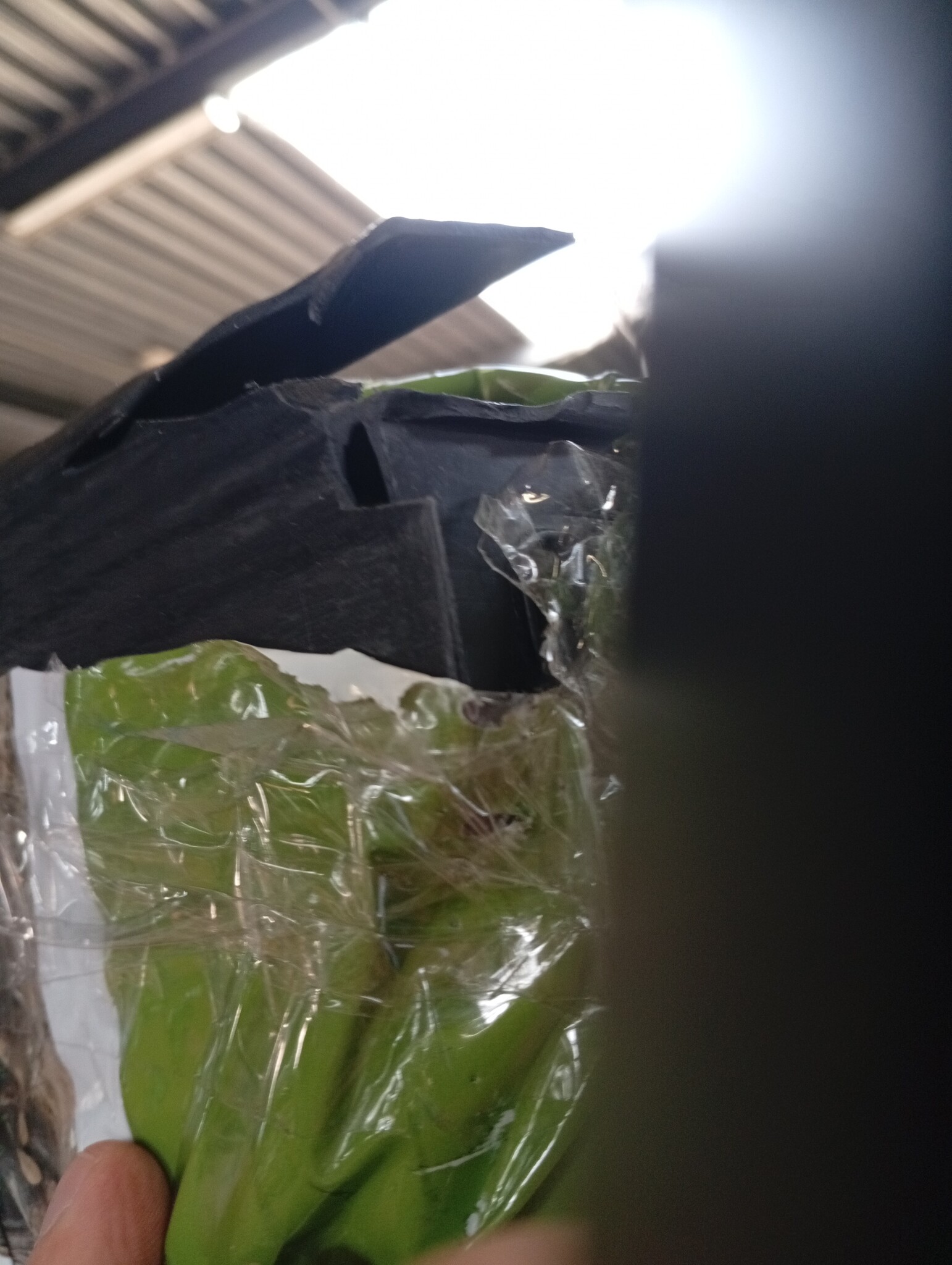 Keter Tuinkist 270 liter Grafiet - Opbergbox voor Kussens en Tuinaccessoires