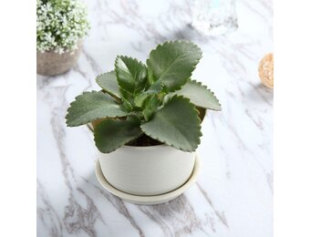 Kunststof Bloempot Rond met Onderzetter & Afvoergaten - Set van 2, Ø 18,4 cm - Voor Binnen & Buiten