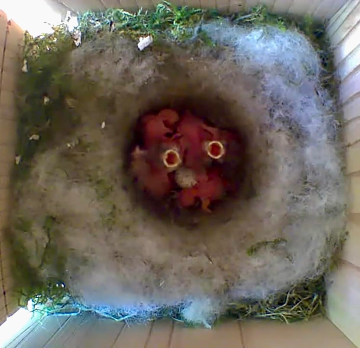 Little Birds Nestkast voor "Blink"-camera (geen stroom of kabel nodig), ecologisch massief hout, katten- en spechtenbescherming, broedkast, camera, vogelhuis, camera niet inbegrepen