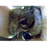 Little Birds Nestkast voor "Blink"-camera (geen stroom of kabel nodig), ecologisch massief hout, katten- en spechtenbescherming, broedkast, camera, vogelhuis, camera niet inbegrepen