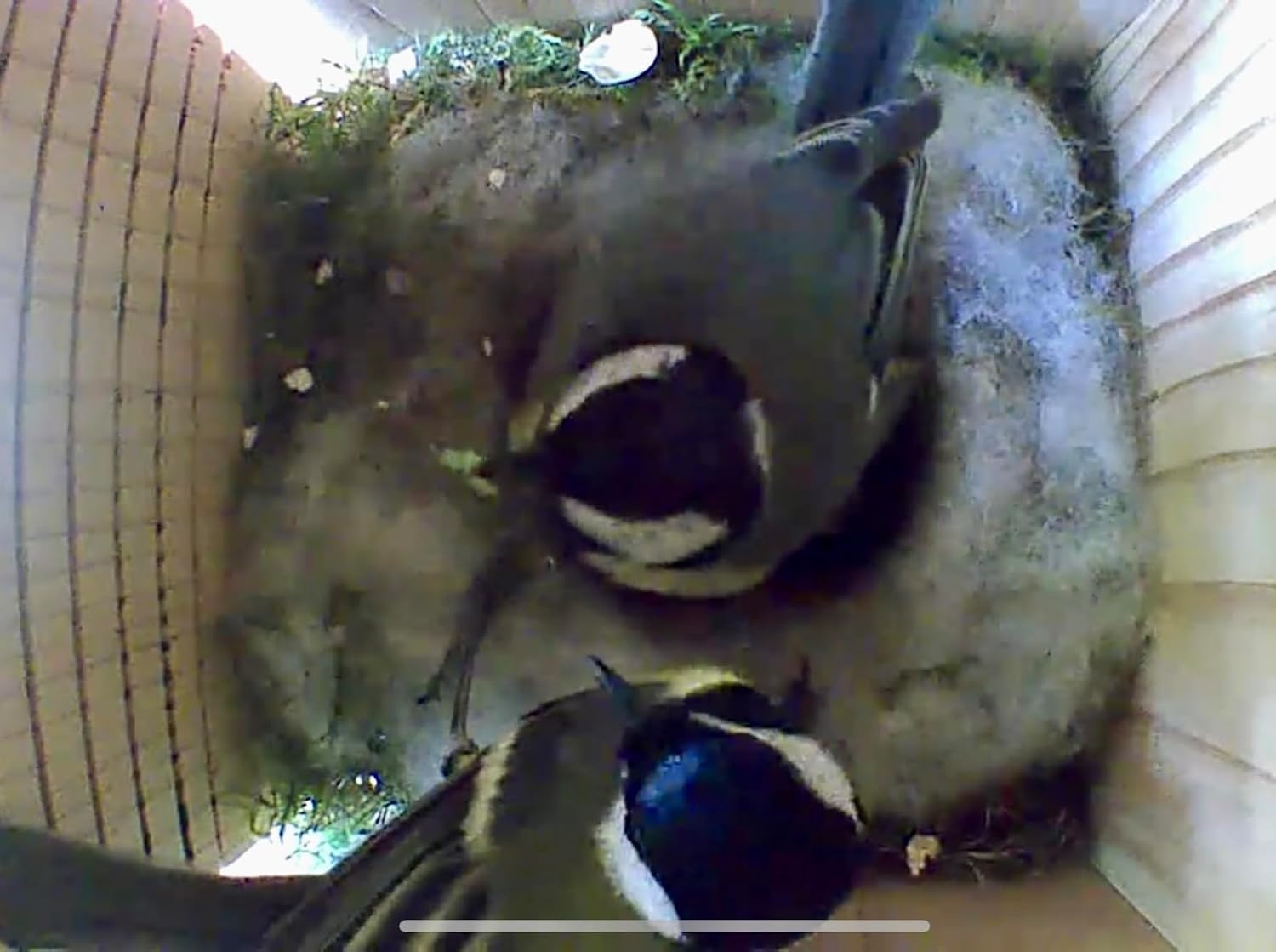 Little Birds Nestkast voor "Blink"-camera (geen stroom of kabel nodig), ecologisch massief hout, katten- en spechtenbescherming, broedkast, camera, vogelhuis, camera niet inbegrepen