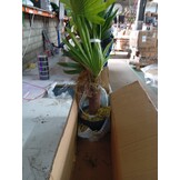 vidaXL Kunstplant met pot palm 70 cm groen