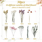 30 stuks gedroogde bloemen set - 10 soorten voor decoratie & DIY