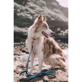 ARING PET Halsband & Lijn Set - Blauw Fluweel (Maat L)