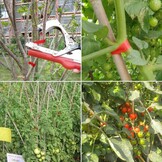 Plantenbindtang 33% Korting | Roestvrij Staal | Tuin & Fruit