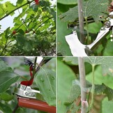 Plantenbindtang 33% Korting | Roestvrij Staal | Tuin & Fruit