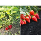Worteldoek Agrotextiel 1.1x50m - Onkruidbestrijding + 50 Grondpinnen (33% Korting)