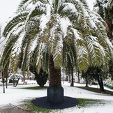 Winter Plantenafdekking 2 stuks 80x100 cm | Met trekkoord | Vorstbescherming voor potplanten & fruitbomen tegen vorst en dieren