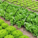 Moestuin Tunnelset 3x15 meter - 30 Bogen - Insectennet voor Planten en Groenten