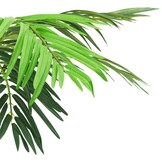 Kunstpalm 190 cm met pot - Groen - 54% Korting