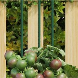 vidaXL Plantenstaken 30 st 150 cm staal groen